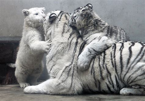 White Tiger Cubs To Make Public Debut China Cn