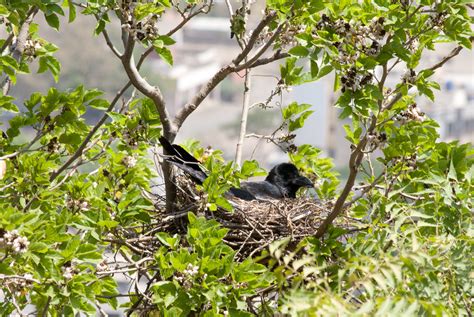Crow Nest Public Domain Pictures