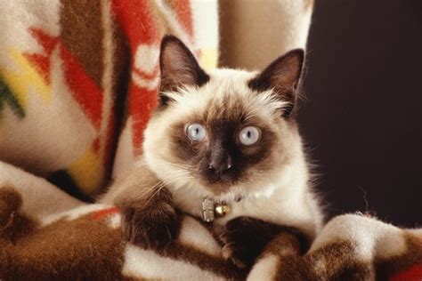 Differences Between Javanese And Balinese Cats Pets