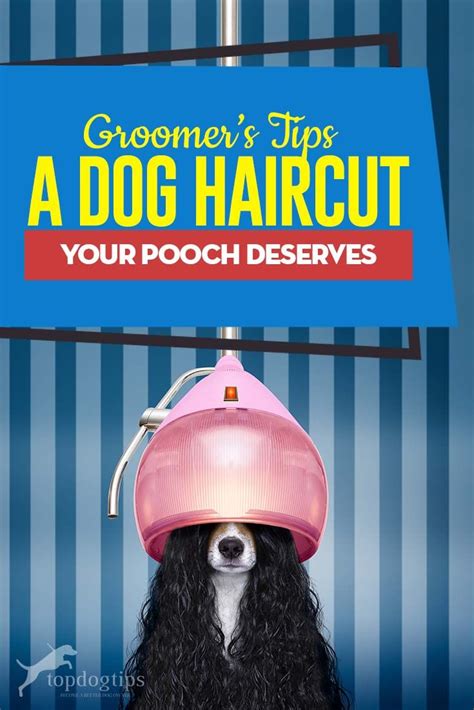 A Dog Haircut Your Pooch Deserves Dog Haircuts Puppy Grooming Dog