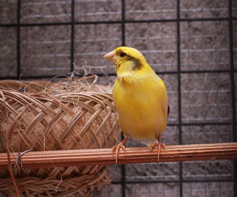 Keeping Pet Finches Finches And Canaries Guide Omlet Uk