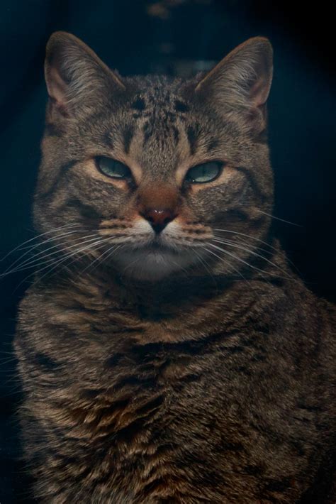 The good thing about pill pockets is that they are available in different flavors that cats love. Giving your cat a pill