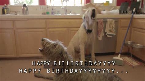 Happy Irish Wolfhound Birthday - YouTube