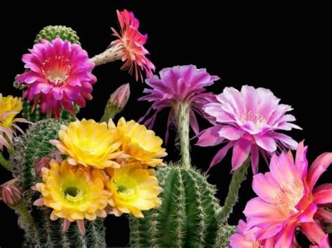 Flowers that bloom every year without replanting. Does Every Cactus Bloom? | World of Succulents