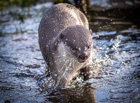 Smooth Coated Otters At Yorkshire Wildlife Park