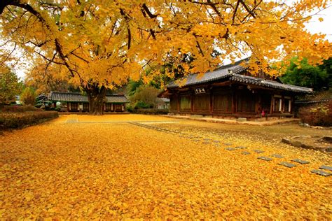 Autumn in korea is like welcoming another spring when every leaf appears to be like a flower. Korea E Tour: Korea Autumn Tour