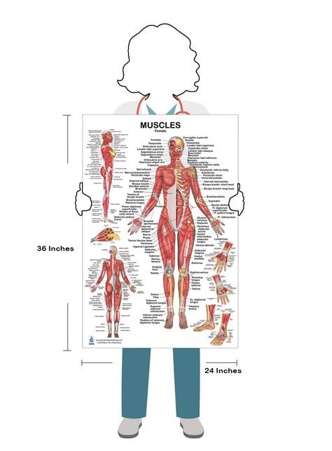 2 Poster Set Skeletal Muscles Front And Back View Pos