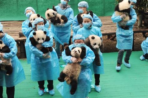 See Chinese Panda Cubs Welcome In The Lunar New Year Like Toddlers