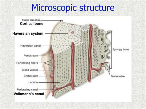 Ppt Structure Of Bone And Cartilage Powerpoint Presentation Id5043605
