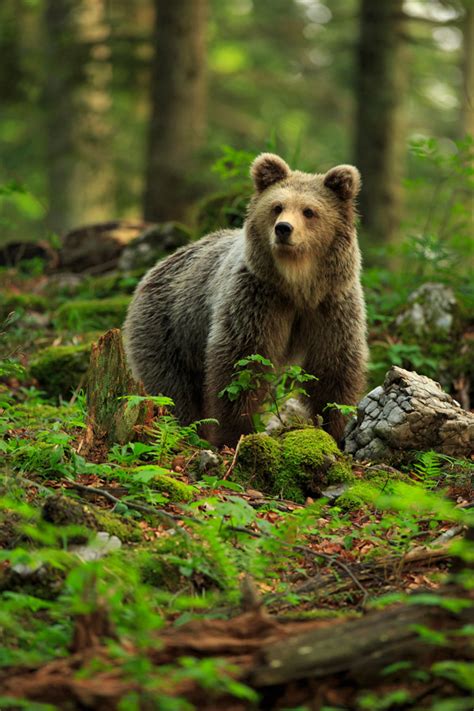 Brown Bear Photography Slovenia Wildlife Holiday Europe Group Tour