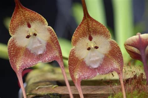 Las 11 Orquídeas Más Raras Del Mundo Guía Completa