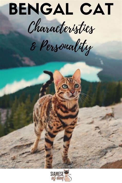 I have two bengals who fit all five of these personality traits to a t… and i also have a bengal who is the most chill, laid back, cuddly cat you've ever met. Bengal Cat: Characteristics, Personality, care & Health ...