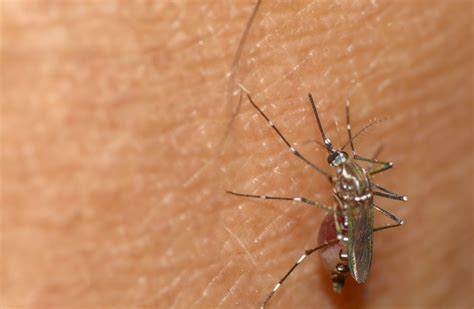 9 Surprising Facts About Mosquito Bites Cottage Life