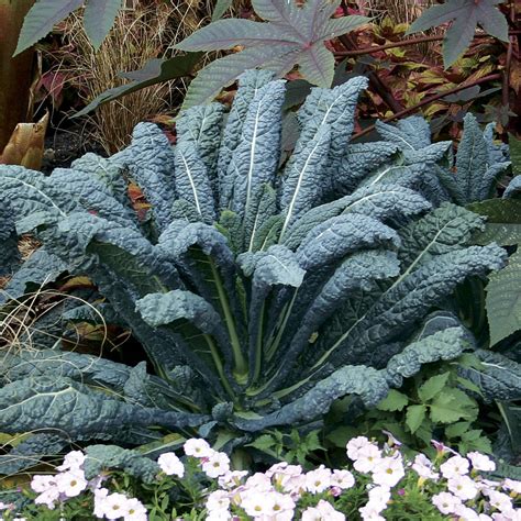 See, much like raw broccoli or sweet potato, raw kale can be bitter and too can you regrow kale from stems? Lacinato Kale Seeds at Park Seed