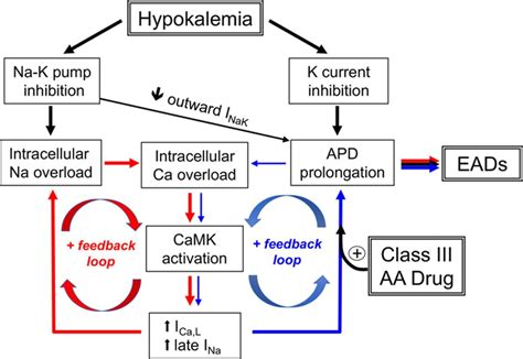 Electrophysiology Of Hypokalemia And Hyperkalemia Circulation