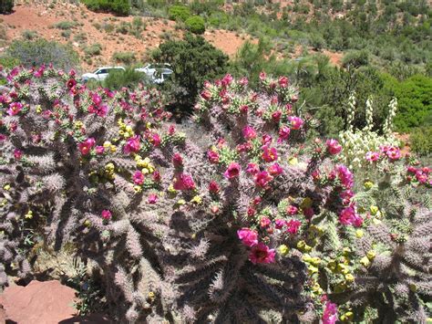 Arizona's flowering plants bloom at various times of year, although the spring wildflower season is generally the best time to view unforgettably vibrant fields of color. Flowering Cactus! | Desert plants, Succulents, Cactus