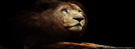 Photo Lion Sauvage • Les Plus Belles Photos Par Bonjour Nature