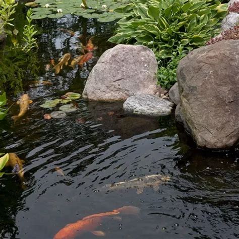 Keeping Koi And Pond Fish 3 Basic Rules Aquascape Inc Water