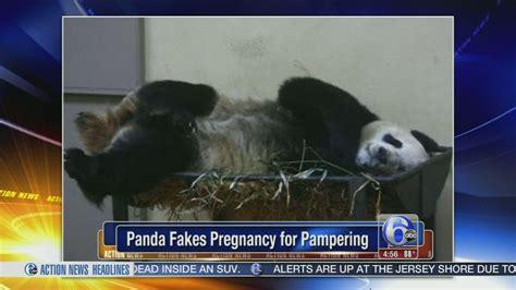 Video Panda Faked Pregnancy For Better Food 6abc Philadelphia