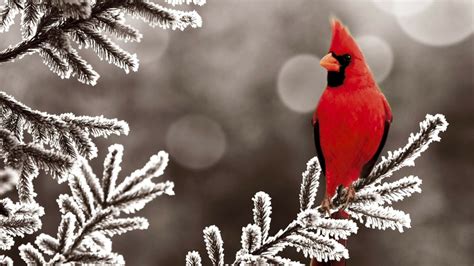 Ice Winter Red World Birds Animals Cardinal Branches