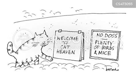 Cat Heaven Cartoons And Comics Funny Pictures From Cartoonstock