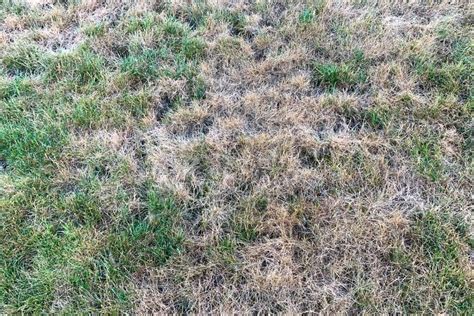Grass Turning Brown Despite Watering Garden Tips 360