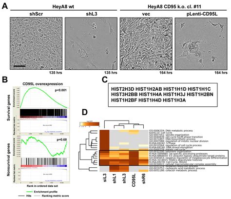A type i transmembrane protein present on t cells and myeloid cells that may induce expression on the membrane structures by the superficial cd95 molecules (sfas and sfasl). CD95/Fas ligand mRNA is toxic to cells | eLife