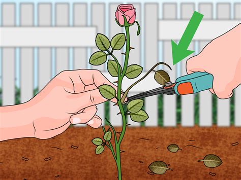 3 Ways To Propagate Roses Wikihow