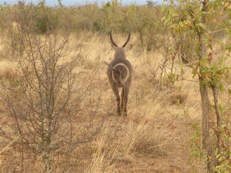 Kenya Safari Holidays With Gamewatchers Safaris