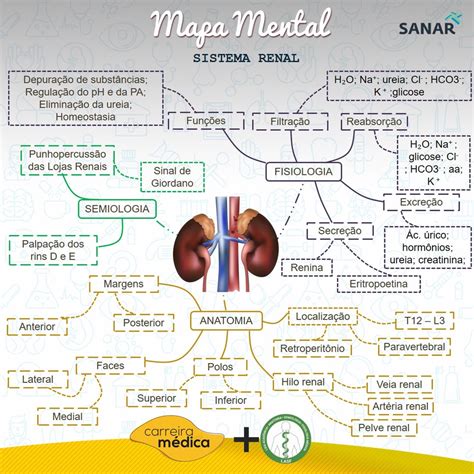 Mapa Mental Sistema Renal Modisedu Porn Sex Picture