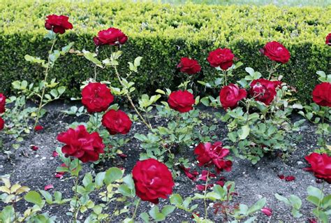 Paling Populer 15 Bunga Mawar Batik Pelangi Alami Gambar Bunga Hd