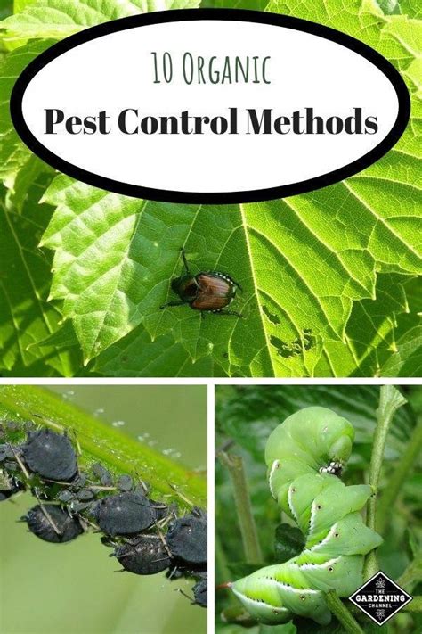 Learn How To Treat Garden Pests Organically Try These Ten Organic