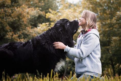 Top 9 Largest Dog Breed In The World 2022