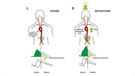 Scielo Brasil Influences On The Functional Behavior Of Great