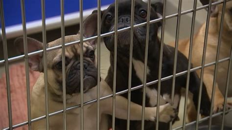 Orange County Shelter Needs Help Caring For 80 Dogs Seized In October