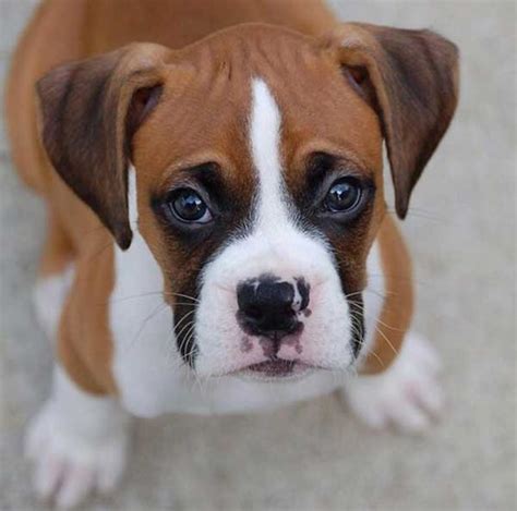 Top 20 Cutest Boxer Puppy 2019 Best Cute Beautifull Boxers Dog Boxer