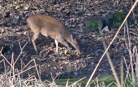 Muntjac Deer Spotted While Out And About In Todays Rare