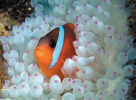 The Bright And Attention Getting Antics Of The Anemonefishes Can Lure