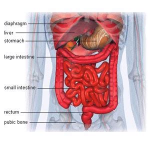 Related posts of anatomy of the abdomen female muscles human body diagram. Health Care: Human Abdomen Anatomy Pics