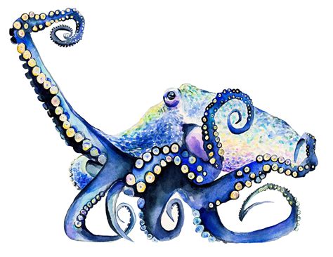 Great Pacific Octopus Fine Art Print Octopus Art Print Octopus Card
