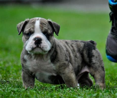 Gorgeous little babies ready for their new homes. Blue Merle English bulldog. One day you will be mine!