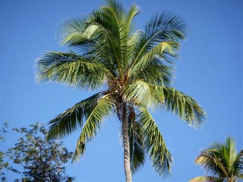 Your top 3 Favorite PALMS! - DISCUSSING PALM TREES WORLDWIDE - PalmTalk