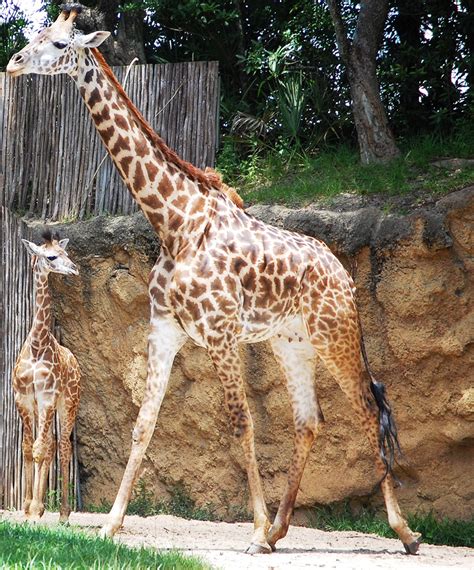 This Week In Disney Parks Photos A Baby Giraffe Debuts And A Star Shines