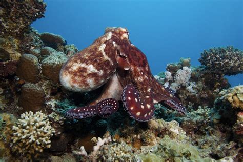 8 Crazy Facts About Octopuses Live Science