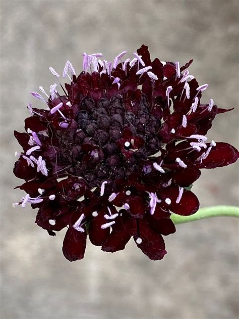 Black Knight Scabiosa 35 Pincushion Flower Seeds Heirloom Etsy