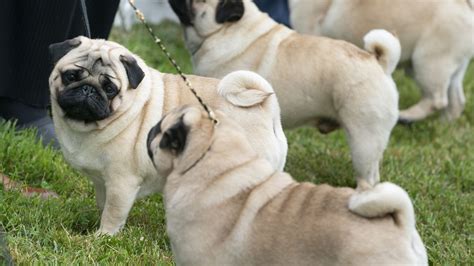 Study Due To Health Issues Pugs Are Not A ‘typical Dog