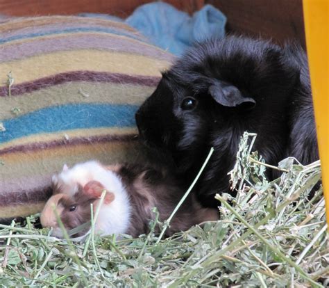May 22, 2017 · so, how much should a guinea pig weigh? All Things Guinea Pig: Weigh in