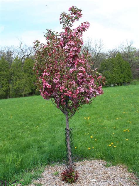 Red Baron Flowering Crabapple — Roots To Fruits Nursery