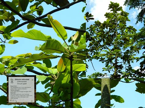 Using panorama in iphone 5. Mengenali Tumbuhan Hutan Tropika di Taman Rimba Alam ...