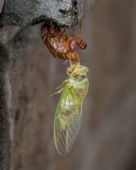 Cicada Cicadoidea A Newly Emerged Adult Cicada Sheds Its Flickr